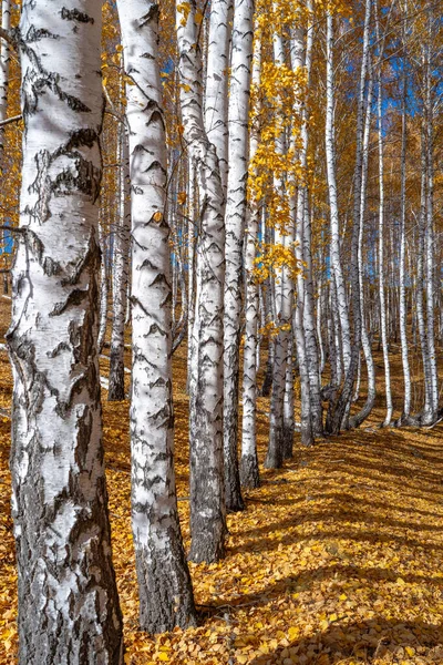 Witte Berkenstammen Met Herfstblad Gele Gevallen Bladeren Grond — Stockfoto