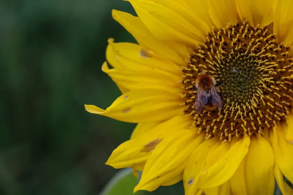 Ein Selektiver Fokusschuss Von Hummel Auf Sonnenblume — Stockfoto