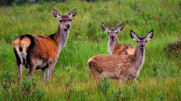 Una Hermosa Toma Ciervos Bosque Mirando Directamente Cámara —  Fotos de Stock