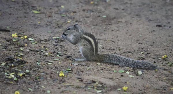 一只可爱的松鼠坐在地上吃坚果 — 图库照片