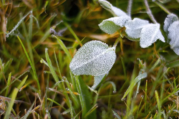 绿叶绿草被霜冻覆盖的特写 — 图库照片