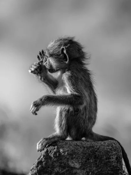 Retrato Preto Branco Belo Macaco Arunachal Com Fundo Borrado Vista — Fotografia de Stock