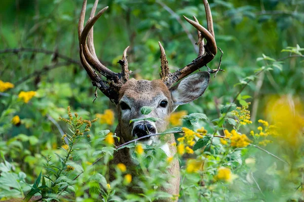 ミネソタ州の森の中で白い尾の鹿の美しいショット — ストック写真