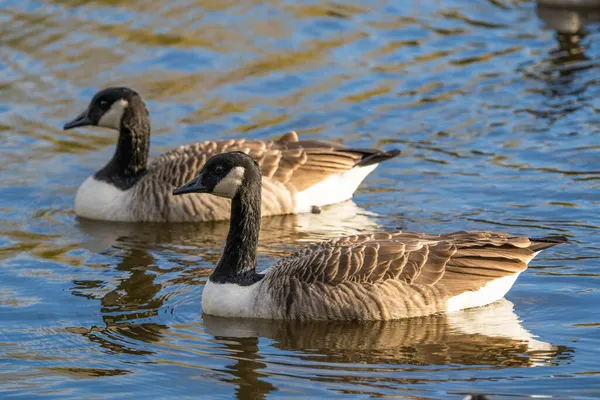 Eine Schöne Aufnahme Von Zwei Kanadagänsen Die Auf Der Wasseroberfläche — Stockfoto