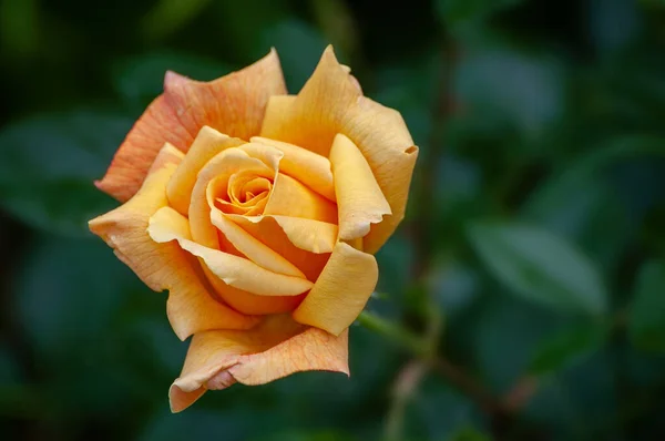 Primer Plano Una Rosa Naranja Creciendo Jardín Bajo Sol — Foto de Stock
