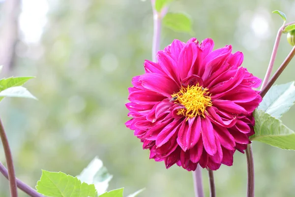 背景がぼやけている庭の花のクローズアップ — ストック写真