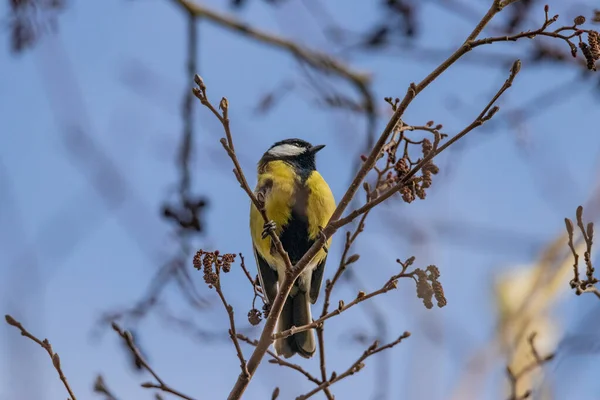 Close Shot Great Tit Bird Perched Tree Twig — Stock Photo, Image