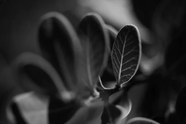 Ein Grauschuppenschuss Von Blättern Auf Dem Ast — Stockfoto