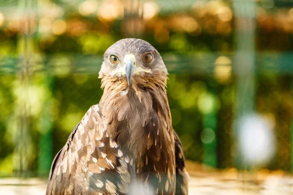 金鹰动物园中金鹰 的精选品种 — 图库照片
