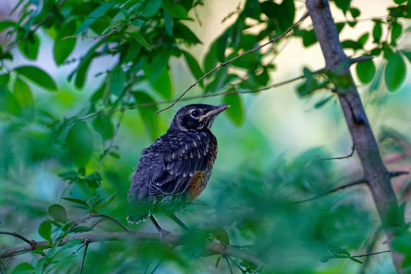 Enfoque Selectivo Robin Fledgling Bird Americano —  Fotos de Stock