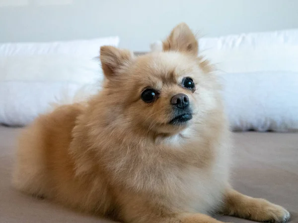 Primer Plano Lindo Spitz Pomeraniano Marrón Acostado Una Cama —  Fotos de Stock