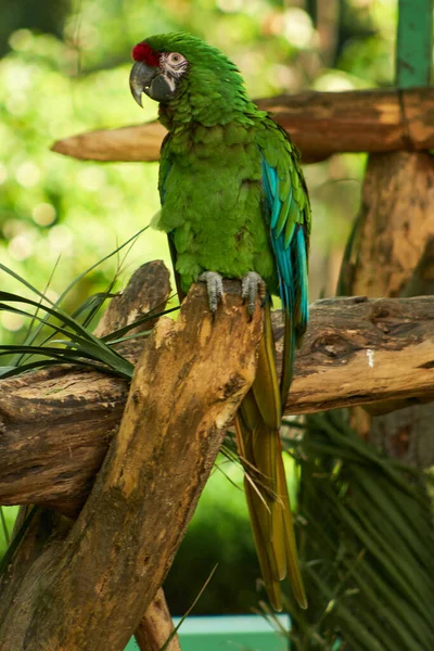 Retrato Papagaio Zoológico — Fotografia de Stock