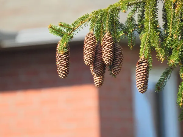 Closeup Shot Fresh Spruce Cones Branch — Stock Photo, Image