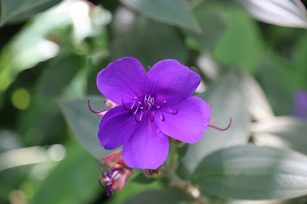 Zbliżenie Ujęcie Tibouchina Urvilleana Kwiaty — Zdjęcie stockowe