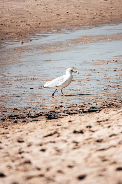 Gabbiano Sulla Spiaggia — Foto Stock