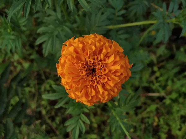 Calendula Colore Arancione Fiore Vista Dall Alto Sfondo Verde — Foto Stock
