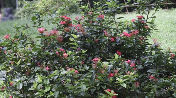 Lussureggiante Arbusto Ixoria Con Fiori Rosa — Foto Stock