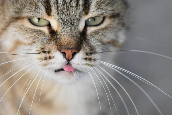 公園内の灰色の縞模様の野良猫のクローズアップ — ストック写真