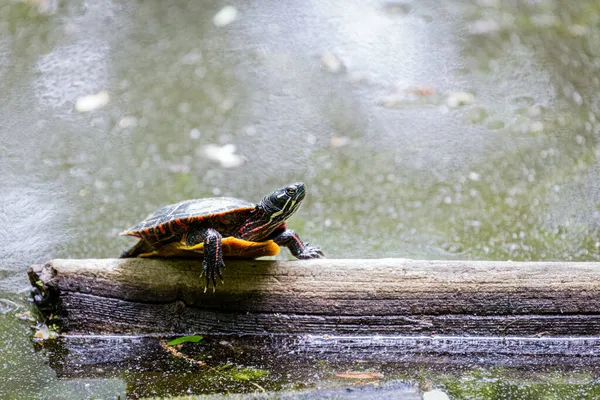 东方涂漆龟坐在池塘上漂浮的圆木上的水平照片 — 图库照片
