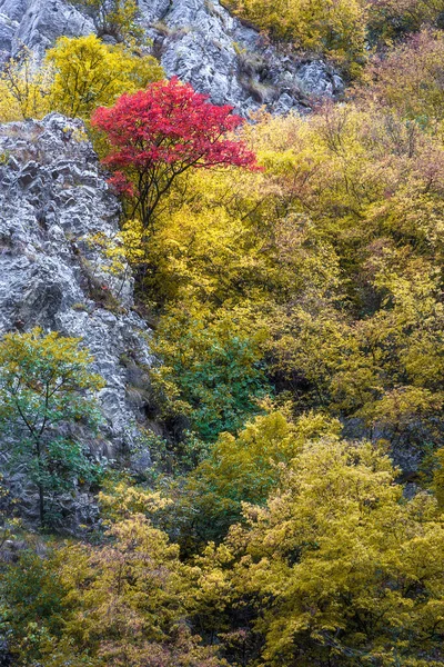 Tiro Vertical Cânion Sobre Rio Gradasnicka Com Árvores Coloridas Outono — Fotografia de Stock