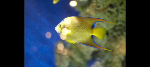 Nahaufnahme Eines Gelben Fisches Einem Aquarium — Stockfoto