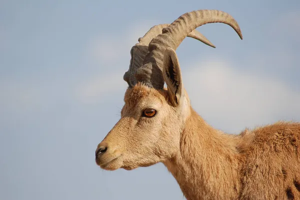 Ibex Portrait Mitzpe Ramon Crater Machtesh Ramon Israel Wildlife Desert — Stock Photo, Image