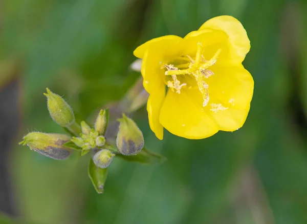 Een Closeup Van Prachtige Gele Avond Primrose Een Wazige Achtergrond — Stockfoto