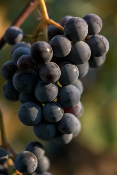 Primer Plano Uvas Azules Viñedo —  Fotos de Stock