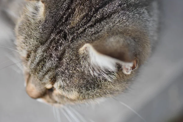 公園内の灰色の縞模様の野良猫のクローズアップ — ストック写真