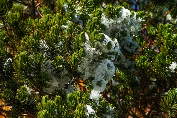 Closeup Hoarfrost Shrub Juniper — Stock Photo, Image