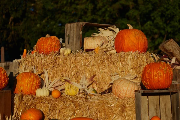 Het Hooi Met Oranje Rijpe Halloween Pompoenen Koop Bij Een — Stockfoto