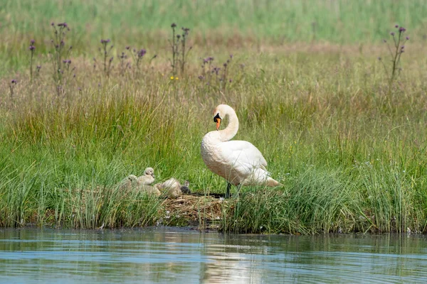Uma Bela Vista Cisne Cinza Jovem Com Seus Filhotes Grama — Fotografia de Stock