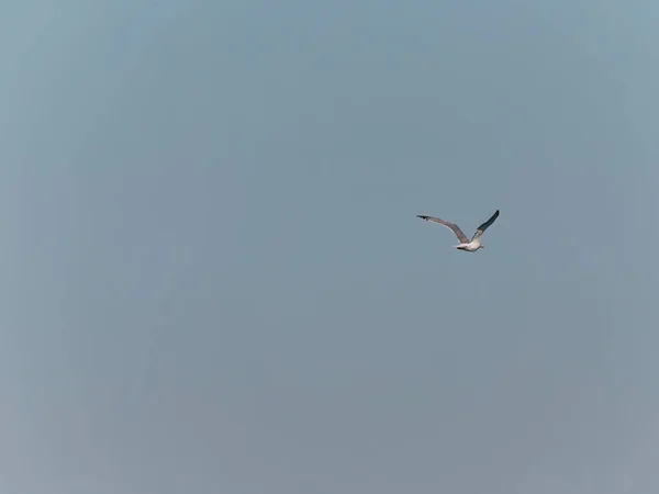 Прекрасный Вид Чайку Полете Против Голубого Неба — стоковое фото