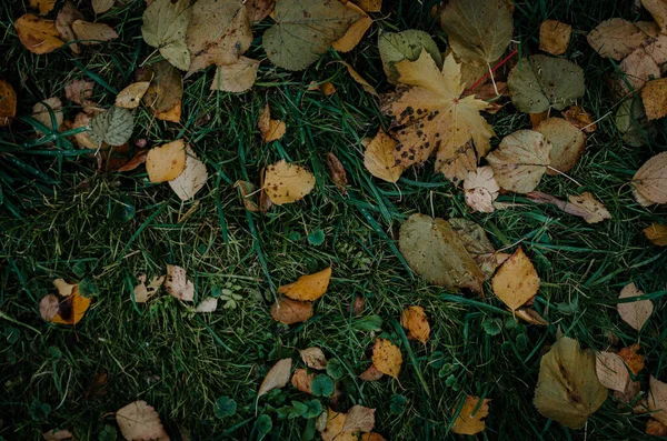 Een Close Shot Van Gele Herfstbladeren Het Gras — Stockfoto