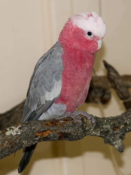 Pionowe Ujęcie Australijskiego Galah Pink Cockatoo Siedzi Gałęzi — Zdjęcie stockowe