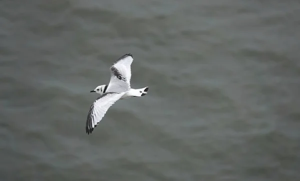 Den Unga Kattvakan Flygning Över Havet — Stockfoto