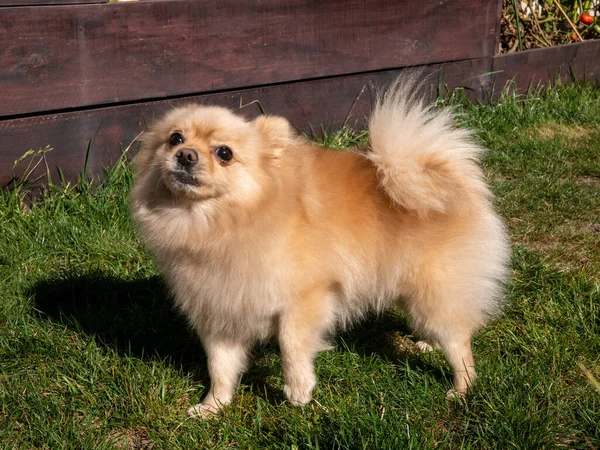 Cute Brown Pomeranian Spitz Walking Green Grass — Stock Photo, Image