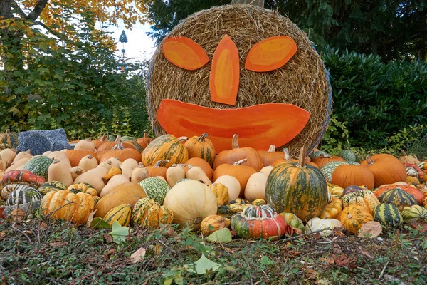 Primer Plano Cosecha Calabazas Otoño —  Fotos de Stock