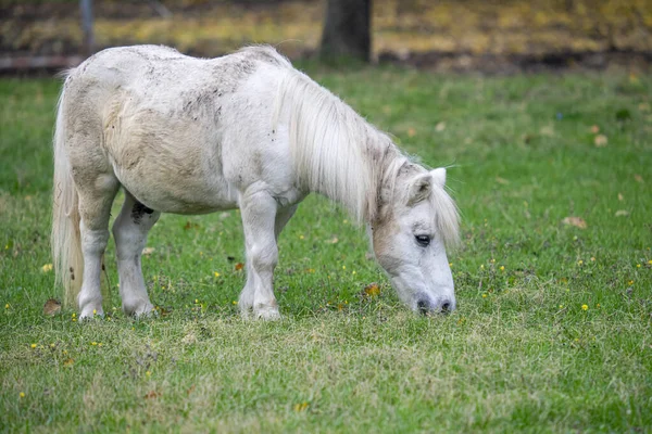 Белый Коричневый Булонский Конь Пасущийся Поле — стоковое фото