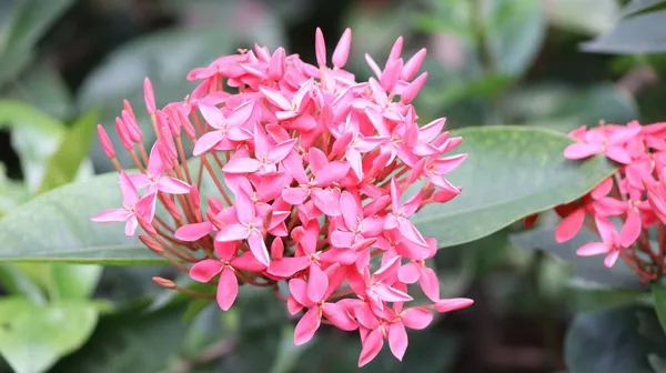 Closeup Shot Pink Blooming Ixoria — Stock Photo, Image