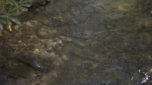 Vattendroppar Floden — Stockvideo