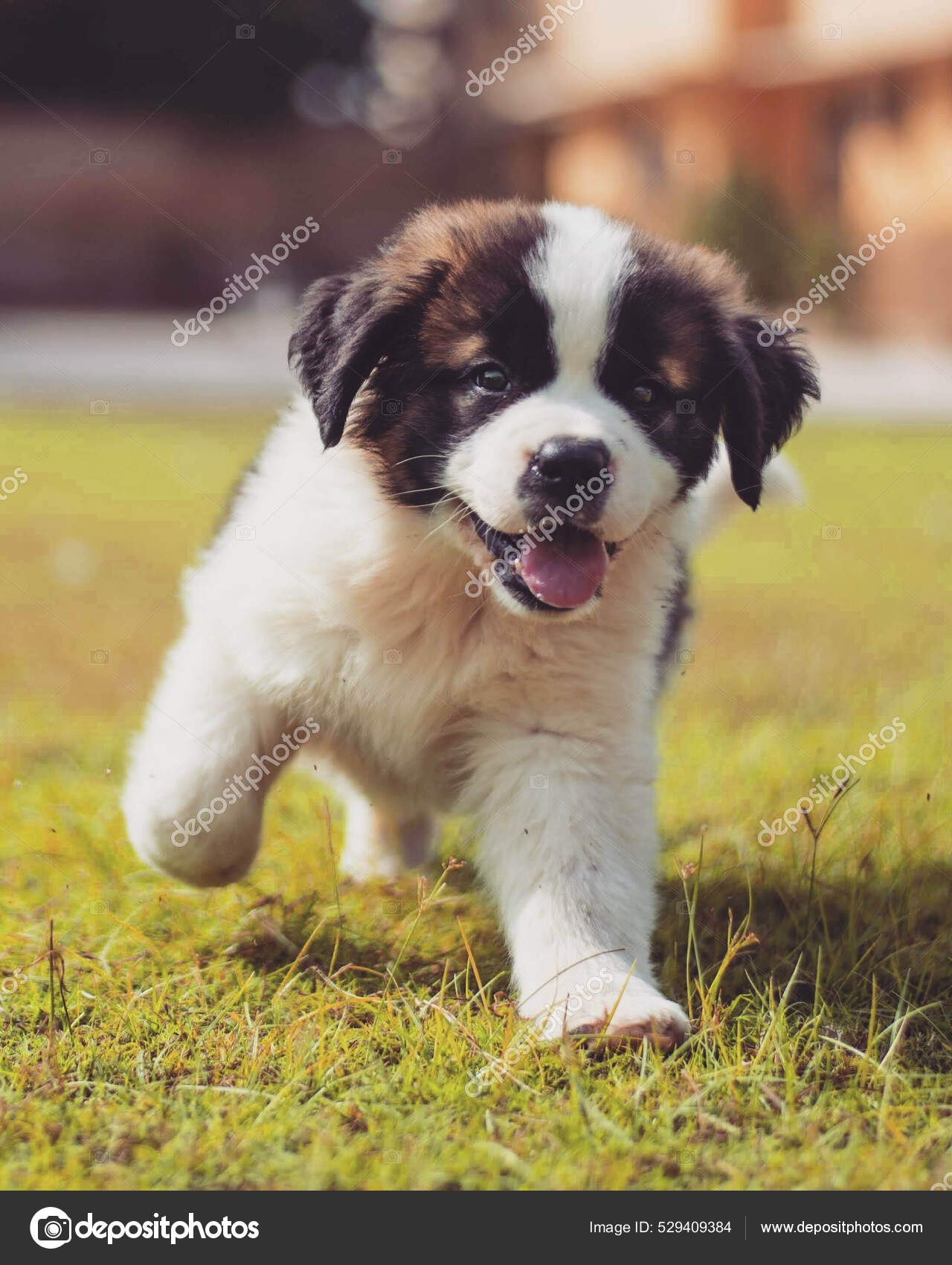 Saint bernard cheap running