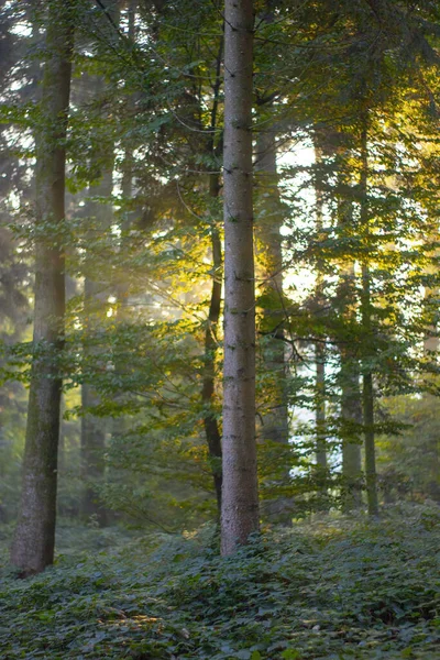 Vertikální Záběr Krásného Lesa Stromy Zelení — Stock fotografie