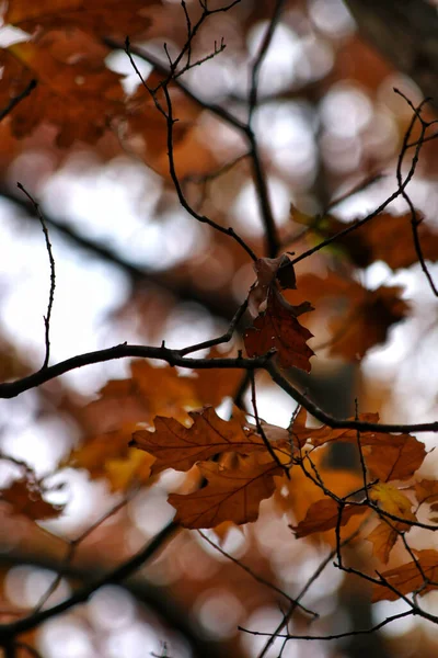 Nur Ein Paar Blätter Die Einem Baum Hängen — Stockfoto