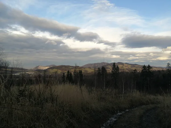 Den Vackra Bilden Skogen Vid Solnedgången — Stockfoto