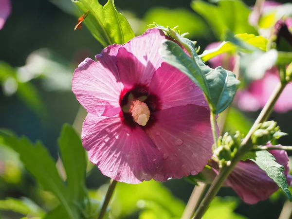 Цветущий Цветок Гибискуса Саду — стоковое фото