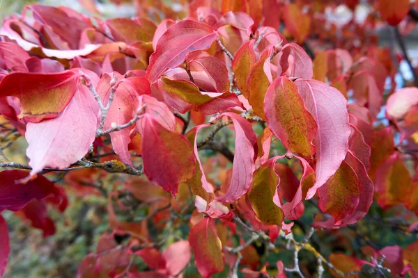 Enfoque Selectivo Hojas Rojas Otoño Bajo Luz Del Sol —  Fotos de Stock