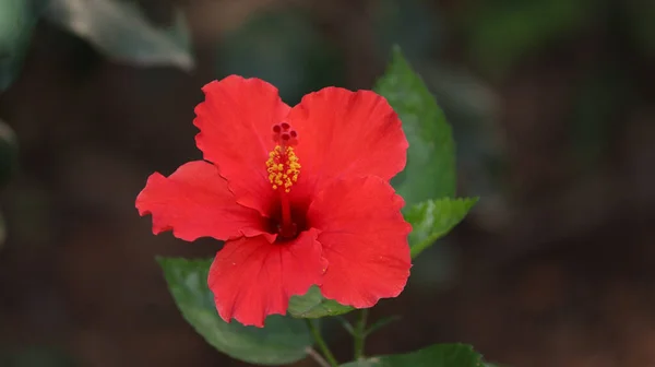 Gros Plan Hibiscus Hawaïen Rouge — Photo