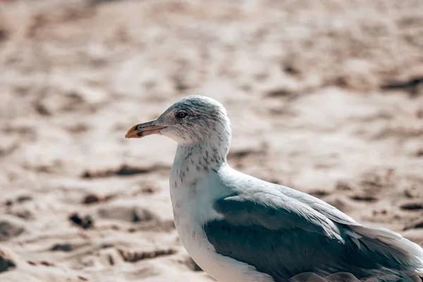 Primo Piano Gabbiano Sulla Spiaggia — Foto Stock