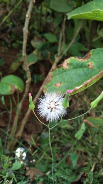 Emilia Sonchifolia Fliederquaste Oder Amors Rasierpinsel Sind Tropische Blüten Dies — Stockfoto